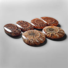 High Grade Ammonite Pairs Lot