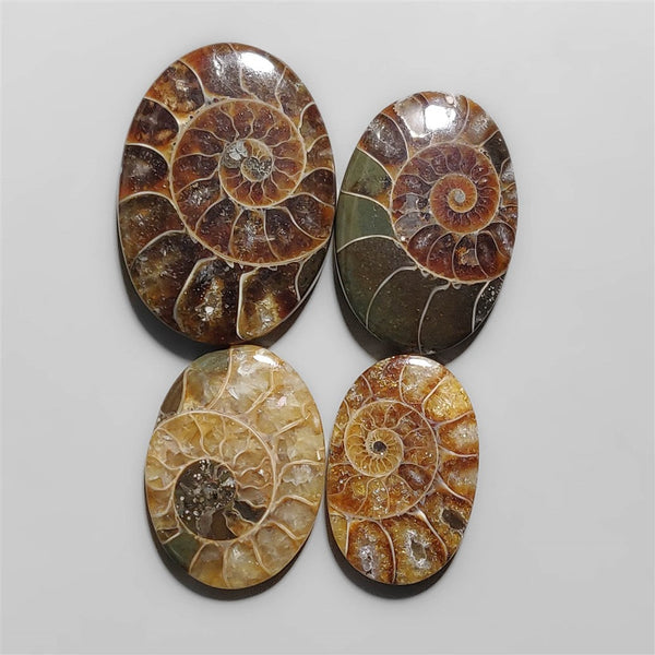 Fossilized Ammonite Cabochons Lot-2469