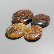 Fossilized Ammonite Cabochons Lot