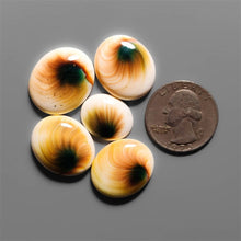 Shiva Eye Shells Cabochons Lot