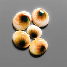 Shiva Eye Shells Cabochons Lot