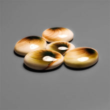 Shiva Eye Shells Cabochons Lot