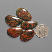 Spiderwoman Jasper Cabochons Lot