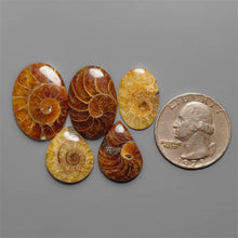 AAA Ammonite Fossil Cabochons lot