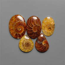 AAA Ammonite Fossil Cabochons lot