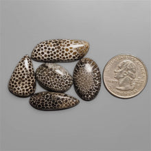 Stingray Black Fossil Coral Cabochons Lot