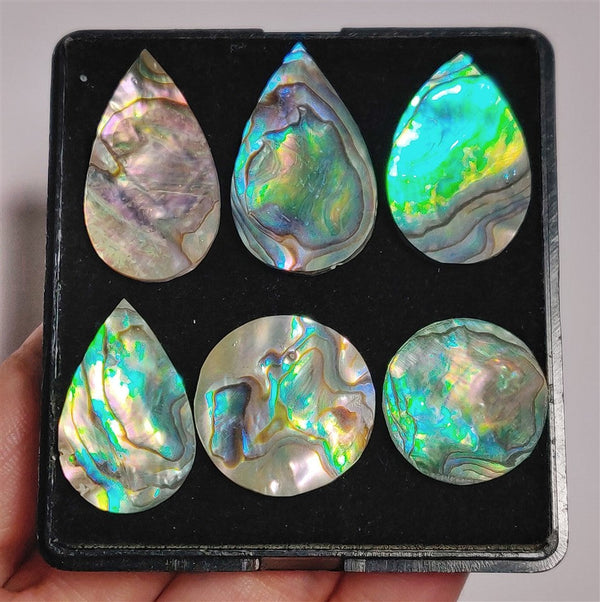 AAA Paua Shell Cabs Lot