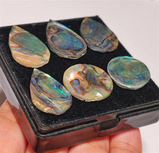 AAA Paua Shell Cabs Lot