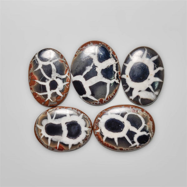 Selected Black Septarian Fossil Cabochons Lot