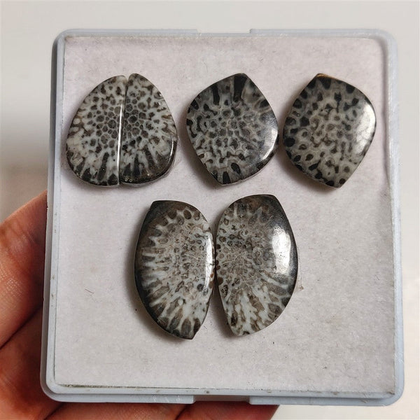 Stingray Black Fossil Coral Pairs Lot