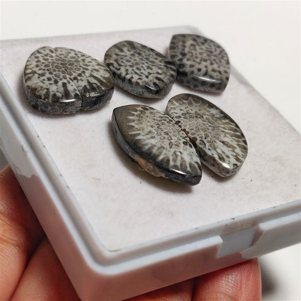 Stingray Black Fossil Coral Pairs Lot