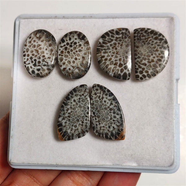 Stingray Black Fossil Coral Pairs Lot