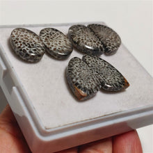 Stingray Black Fossil Coral Pairs Lot