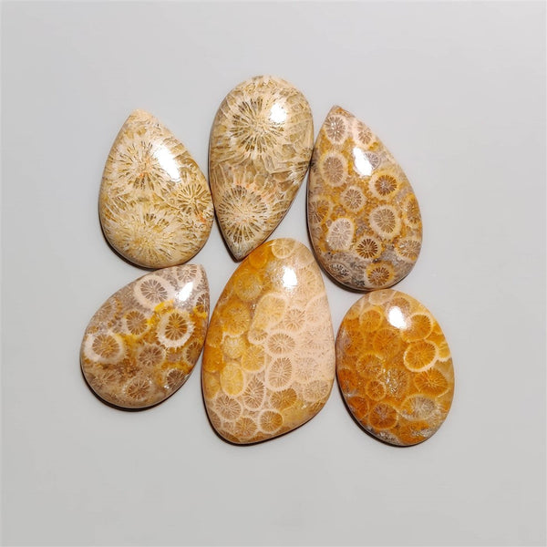 Fossil Corals Cabochons Lot